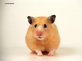  小仓鼠图片壁纸 Pet hamster Photos Desktop 可爱小仓鼠壁纸 动物壁纸