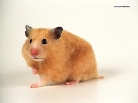 小仓鼠图片壁纸 Pet hamster Photos Desktop 可爱小仓鼠壁纸 动物壁纸