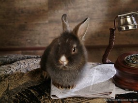 可爱小灰兔 可爱小灰兔 动物壁纸