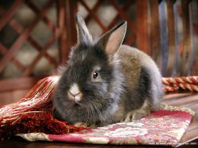 可爱小灰兔 可爱小灰兔 动物壁纸