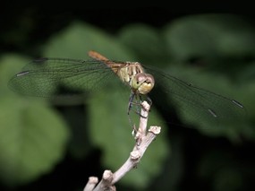 昆虫剪影 蜻蜓 蜻蜓图片 蜻蜓壁纸 Desktop Wallpaper of dragonfly 昆虫剪影-蜻蜓 动物壁纸