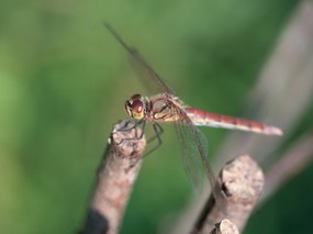 昆虫剪影 蜻蜓 蜻蜓图片 蜻蜓壁纸 Desktop Wallpaper of dragonfly 昆虫剪影-蜻蜓 动物壁纸