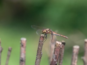 昆虫剪影 蜻蜓 蜻蜓图片 蜻蜓壁纸 Desktop Wallpaper of dragonfly 昆虫剪影-蜻蜓 动物壁纸