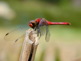 昆虫剪影 蜻蜓 蜻蜓图片 蜻蜓壁纸 Desktop Wallpaper of dragonfly 昆虫剪影-蜻蜓 动物壁纸