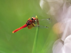 昆虫剪影 蜻蜓 蜻蜓图片 蜻蜓壁纸 Desktop Wallpaper of dragonfly 昆虫剪影-蜻蜓 动物壁纸