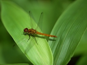 昆虫剪影 蜻蜓 蜻蜓图片 蜻蜓壁纸 Desktop Wallpaper of dragonfly 昆虫剪影-蜻蜓 动物壁纸