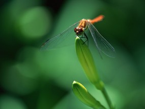 昆虫剪影 蜻蜓 蜻蜓图片 蜻蜓壁纸 Desktop Wallpaper of dragonfly 昆虫剪影-蜻蜓 动物壁纸