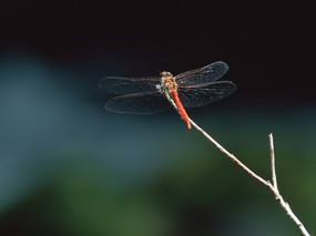 昆虫剪影 蜻蜓 蜻蜓图片 蜻蜓壁纸 Desktop Wallpaper of dragonfly 昆虫剪影-蜻蜓 动物壁纸