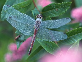 昆虫剪影 蜻蜓 蜻蜓图片 蜻蜓壁纸 Desktop Wallpaper of dragonfly 昆虫剪影-蜻蜓 动物壁纸