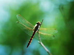 昆虫剪影 蜻蜓 蜻蜓图片 蜻蜓壁纸 Desktop Wallpaper of dragonfly 昆虫剪影-蜻蜓 动物壁纸