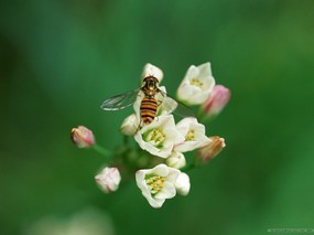 昆虫剪影 蜜蜂 蜜蜂图片 蜜蜂壁纸 Bee Desktop Bee Photo 昆虫剪影-蜜蜂壁纸 动物壁纸