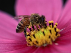 昆虫剪影 蜜蜂 蜜蜂图片 蜜蜂壁纸 Bee Desktop Bee Photo 昆虫剪影-蜜蜂壁纸 动物壁纸