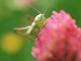  蚱蜢图片 蚱蜢壁纸 Mantis Desktop wallpaper 昆虫剪影-蚱蜢螳螂 动物壁纸