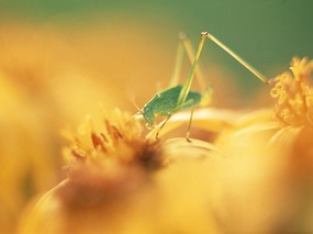  蚱蜢图片 蚱蜢壁纸 Mantis Desktop wallpaper 昆虫剪影-蚱蜢螳螂 动物壁纸