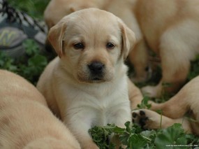 可爱 拉布拉多幼犬图片 Pet Dog Labrador Retriever Desktop 拉布拉多寻回犬壁纸 动物壁纸