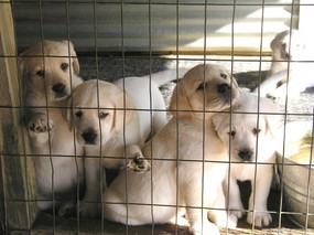 可爱 拉布拉多猎犬图片 Pet Dog Labrador Retriever Desktop 拉布拉多寻回犬壁纸 动物壁纸