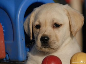 可爱 拉布拉多幼犬图片 Pet Dog Labrador Retriever Desktop 拉布拉多寻回犬壁纸 动物壁纸