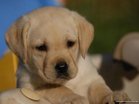 可爱 拉布拉多猎犬图片 Pet Dog Labrador Retriever Desktop 拉布拉多寻回犬壁纸 动物壁纸