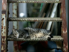 流浪猫的街角 一 街头流浪猫图片Homeless Cat Photography 流浪猫的街角(一)homeless Cat Wallpapers 动物壁纸