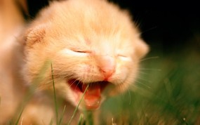 绿草上的可爱小猫咪宽屏壁纸 壁纸1 绿草上的可爱小猫咪宽 动物壁纸