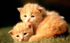 绿草上的可爱小猫咪宽屏壁纸 壁纸2 绿草上的可爱小猫咪宽 动物壁纸