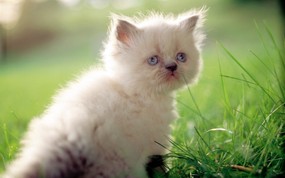 绿草上的可爱小猫咪宽屏壁纸 壁纸3 绿草上的可爱小猫咪宽 动物壁纸