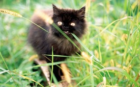 绿草上的可爱小猫咪宽屏壁纸 壁纸4 绿草上的可爱小猫咪宽 动物壁纸