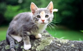 绿草上的可爱小猫咪宽屏壁纸 壁纸5 绿草上的可爱小猫咪宽 动物壁纸