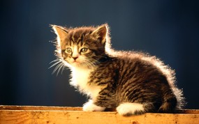 绿草上的可爱小猫咪宽屏壁纸 壁纸6 绿草上的可爱小猫咪宽 动物壁纸