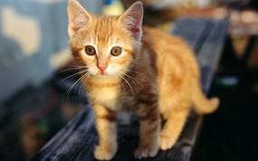 绿草上的可爱小猫咪宽屏壁纸 壁纸7 绿草上的可爱小猫咪宽 动物壁纸