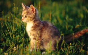 绿草上的可爱小猫咪宽屏壁纸 壁纸10 绿草上的可爱小猫咪宽 动物壁纸