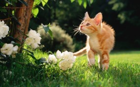 绿草上的可爱小猫咪宽屏壁纸 壁纸12 绿草上的可爱小猫咪宽 动物壁纸