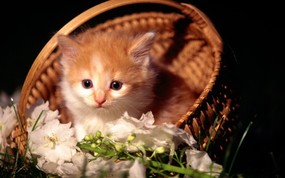 绿草上的可爱小猫咪宽屏壁纸 壁纸13 绿草上的可爱小猫咪宽 动物壁纸