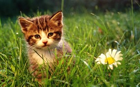 绿草上的可爱小猫咪宽屏壁纸 壁纸14 绿草上的可爱小猫咪宽 动物壁纸