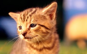 绿草上的可爱小猫咪宽屏壁纸 壁纸16 绿草上的可爱小猫咪宽 动物壁纸