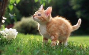绿草上的可爱小猫咪宽屏壁纸 壁纸18 绿草上的可爱小猫咪宽 动物壁纸