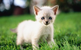 绿草上的可爱小猫咪宽屏壁纸 壁纸19 绿草上的可爱小猫咪宽 动物壁纸