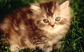 绿草上的可爱小猫咪宽屏壁纸 壁纸20 绿草上的可爱小猫咪宽 动物壁纸