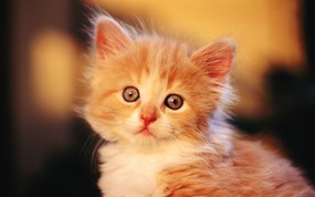 绿草上的可爱小猫咪宽屏壁纸 壁纸21 绿草上的可爱小猫咪宽 动物壁纸