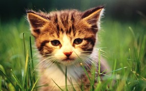 绿草上的可爱小猫咪宽屏壁纸 壁纸22 绿草上的可爱小猫咪宽 动物壁纸