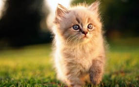 绿草上的可爱小猫咪宽屏壁纸 壁纸24 绿草上的可爱小猫咪宽 动物壁纸