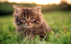绿草上的可爱小猫咪宽屏壁纸 壁纸25 绿草上的可爱小猫咪宽 动物壁纸