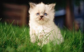 绿草上的可爱小猫咪宽屏壁纸 壁纸27 绿草上的可爱小猫咪宽 动物壁纸
