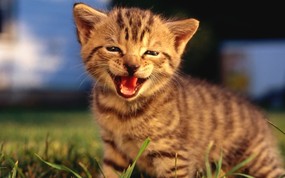 绿草上的可爱小猫咪宽屏壁纸 壁纸28 绿草上的可爱小猫咪宽 动物壁纸