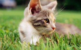 绿草上的可爱小猫咪宽屏壁纸 壁纸29 绿草上的可爱小猫咪宽 动物壁纸