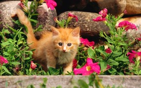 绿草上的可爱小猫咪宽屏壁纸 壁纸30 绿草上的可爱小猫咪宽 动物壁纸