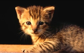 绿草上的可爱小猫咪宽屏壁纸 壁纸31 绿草上的可爱小猫咪宽 动物壁纸