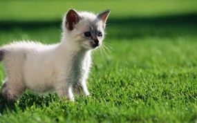 绿草上的可爱小猫咪宽屏壁纸 壁纸32 绿草上的可爱小猫咪宽 动物壁纸