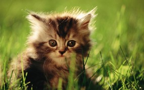 绿草上的可爱小猫咪宽屏壁纸 壁纸33 绿草上的可爱小猫咪宽 动物壁纸