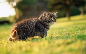 绿草上的可爱小猫咪宽屏壁纸 壁纸34 绿草上的可爱小猫咪宽 动物壁纸